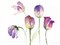 Lavender Hues Tulips II Poster Print by Lanie Loreth - Item # VARPDX12148